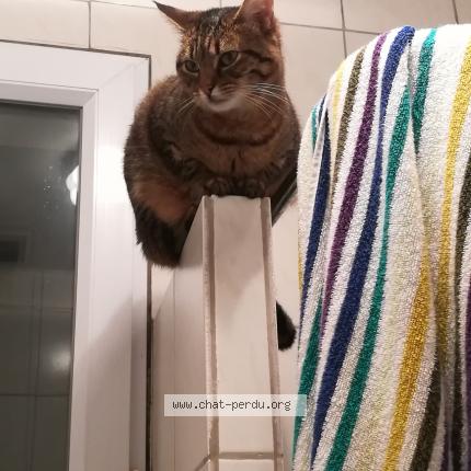 Photo 1/1 Chat retrouvé Perdu à Paris