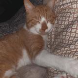 Photo de chat perdu à Gien