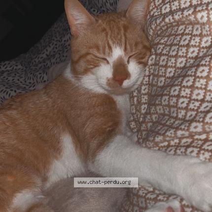 Photo 1/2 Chat retrouvé Perdu à Gien