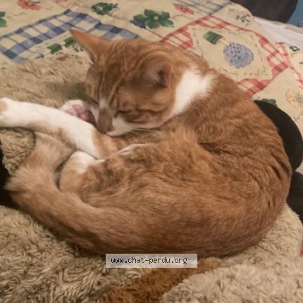 Photo 2/2 Chat retrouvé Perdu à Gien