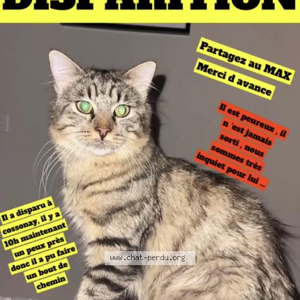 Gribouille Chat Perdu A Cossonay Chat Perdu Suisse