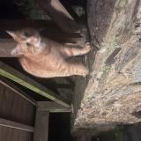 Photo de chat trouvé à Les Cammazes