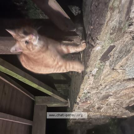 Photo de chat trouvé à Les Cammazes