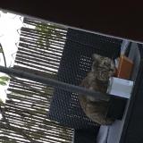 Photo de chat trouvé à Mougins