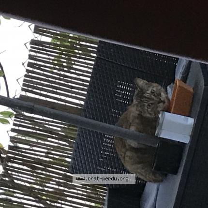 Photo de chat trouvé à Mougins