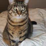 Photo de chat perdu à Laverune