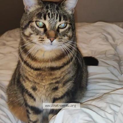 Photo 1/1 Chat retrouvé Perdu à Laverune