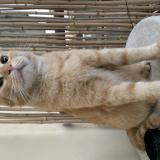 Photo de chat perdu à Gigean