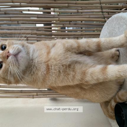 Photo de chat perdu à Gigean