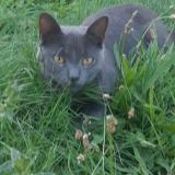 Photo de chat perdu à La Roche Sur Yon