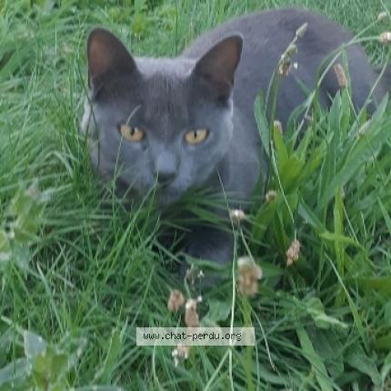 Photo de chat perdu à La Roche Sur Yon