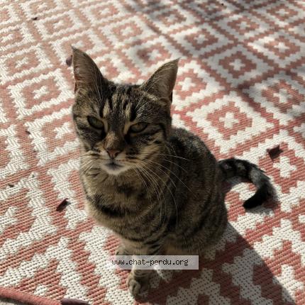 Photo 1/1 Chat retrouvé Perdu à Dinard