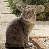 Photo de chat perdu à Villiers Sous Grez