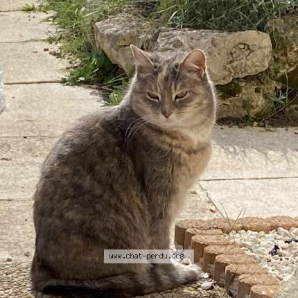 Photo de chat perdu à Villiers Sous Grez