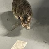 Photo de chat trouvé à Courbevoie