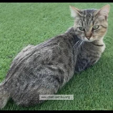 Photo de chat perdu à Villefranche Sur Saone