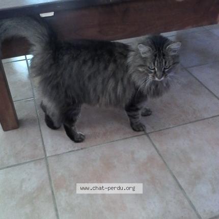 Photo 1/1 Chat retrouvé Trouvé à Bedoin