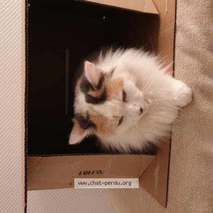 Photo de chat trouvé à Lisses