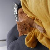 Photo de chat perdu à Mondeville