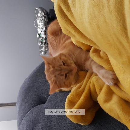 Photo de chat perdu à Mondeville