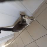 Photo de chat perdu à Henin Beamont