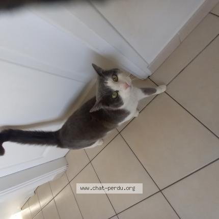 Photo 1/1 Chat retrouvé Perdu à Henin beamont