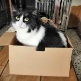 Photo de chat perdu à Peypin