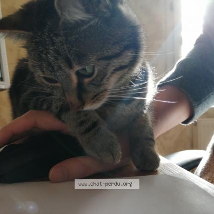 Photo 1/1 Chat retrouvé Perdu à Lisle sur tarn