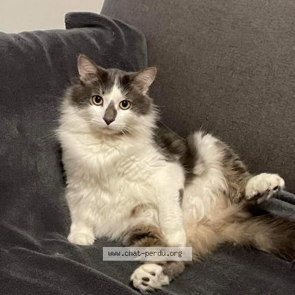 Photo 1/1 Chat retrouvé Perdu à Lille