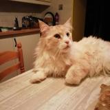 Photo de chat perdu à Herserange