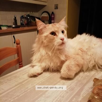 Photo 1/1 Chat retrouvé Perdu à Herserange