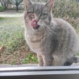 Photo de chat perdu à Val D Auzon