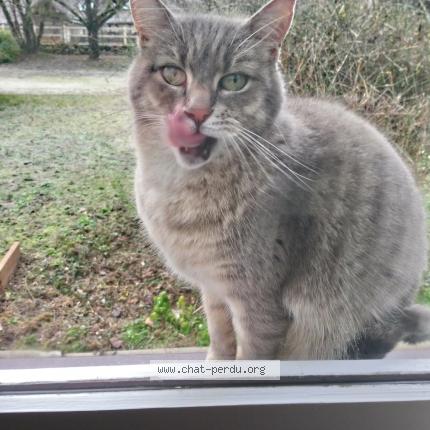 Photo 1/1 Chat retrouvé Perdu à Val d auzon