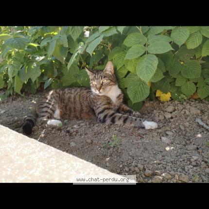 Photo 1/1 Chat retrouvé Perdu à Carquefou