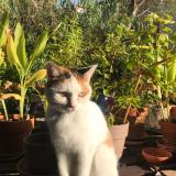 Photo de chat perdu à Montpellier