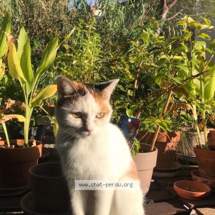 Photo de chat perdu à Montpellier