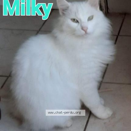 Photo 1/1 Milky Chat perdu à Chaumes en retz