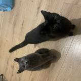 Photo de chat perdu à Amiens