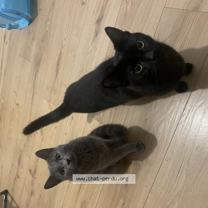 Photo de chat perdu à Amiens