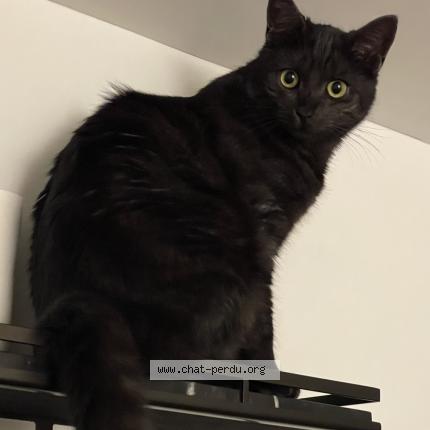 Photo de chat perdu à Loos