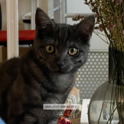 Photo 2/3 Chat retrouvé Perdu à Loos