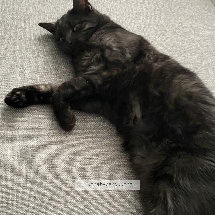 Photo 3/3 Chat retrouvé Perdu à Loos