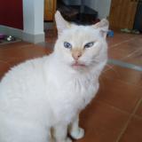Photo de chat perdu à Saint Victor