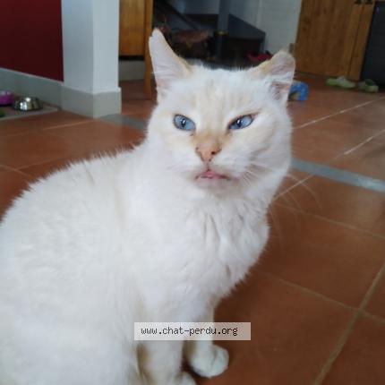 Photo de chat perdu à Saint Victor