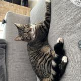 Photo de chat perdu à Quesnoy Sur Deule