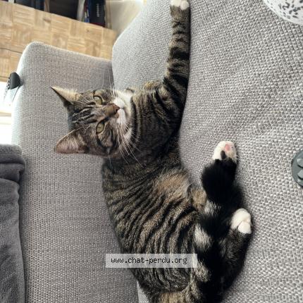 Photo 1/1 Chat retrouvé Perdu à Quesnoy sur deule