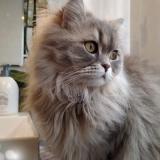 Photo de chat perdu à Neuilly Plaisance