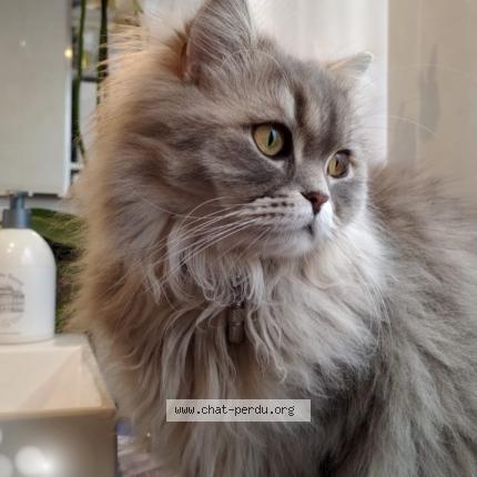 Photo de chat perdu à Neuilly Plaisance