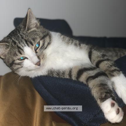 Photo de chat perdu à Noisy Le Grand