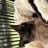 Photo de chat perdu à Narbonne